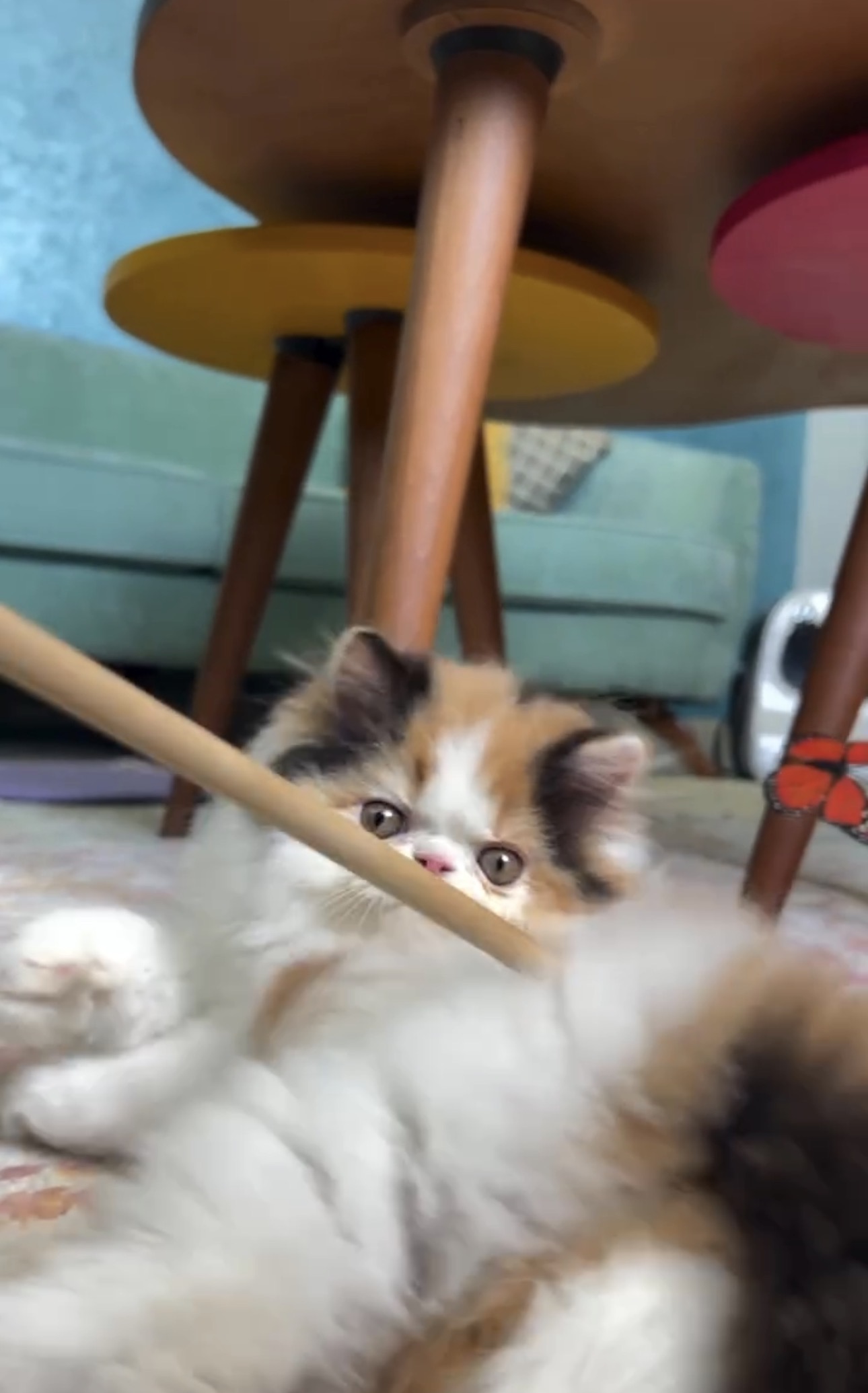 Gallery image 5 of Pearl