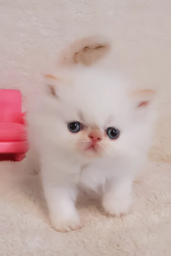 Nina