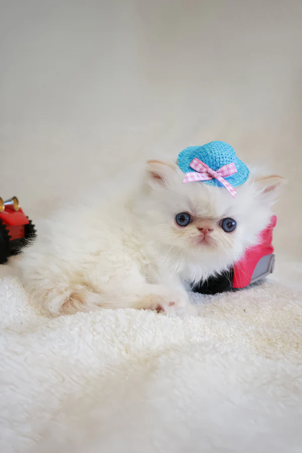 Misha
